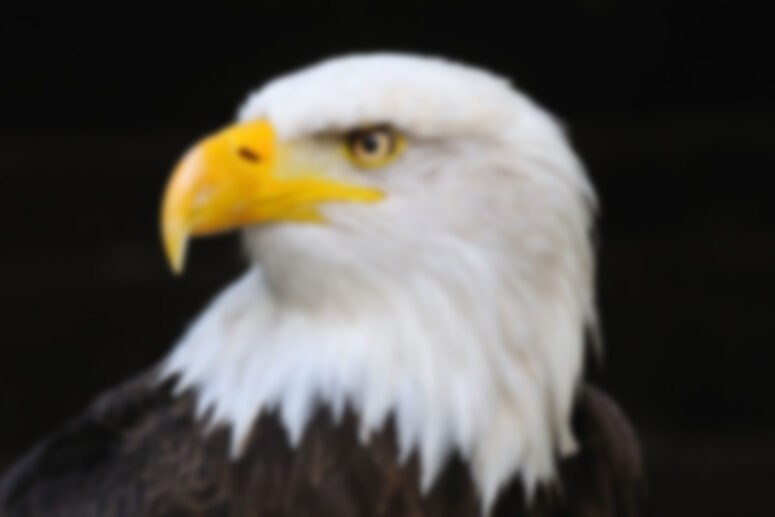 Sample Post Format With Carousel